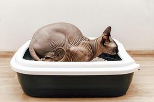 Sphynx cat using litter box in a modern home interior during daytime photo