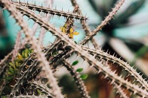 Spiky cactus branches display intricate patterns in a vibrant garden photo