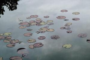 Lily pads float on still water in a serene natural environment at midday photo