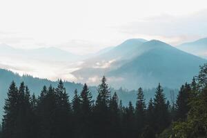Misty mountains blend with towering pines at dawn in an enchanting escape photo