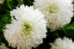 Beautiful white chrysanthemums bloom in a garden during springtime photo