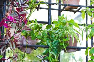 Vibrant green plants cascading from vertical garden pots in urban setting photo
