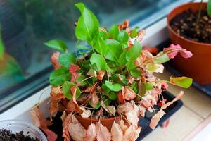 Indoor plant showing signs of neglect and wilting in a sunny window photo