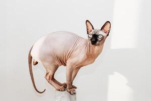 Unique Sphynx cat curiously perched on a standalone structure in bright sunlight photo