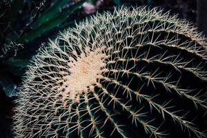 Close-up view of a spherical cactus showcasing its intricate spines and vibrant green surface photo
