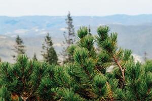 View of evergreen trees Pinus mugo with distant mountains under a clear sky during daylight hours photo