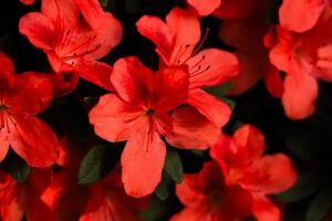 Bright red azalea flowers bloom in a garden during spring season creating a vibrant display photo