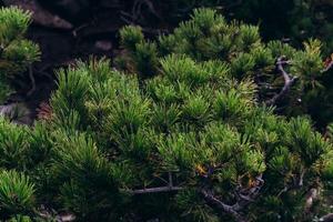 Lush green foliage of a conifer tree basking in soft morning light at a tranquil forest location photo