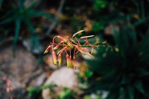 Flowering plant Aloe blooms with slender red and green petals in a garden setting photo