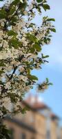 Spring blossom tree in all its glory against the backdrop of a soft blue sky photo