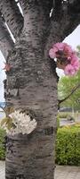 On one trunk of a cherry tree, delicate bunches of both pink and white flowers blossomed simultaneously. Contrast and diversity of spring nature photo