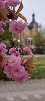 Cherry blossom Sakura against the backdrop of an ancient castle in spring photo