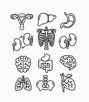 A clean and minimal set of outline icons illustrating internal human organs with simple lines suitable for medical education health posters and scientific presentations. vector
