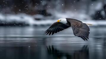 Majestic Bald Eagle in Flight Over Snowy Lake photo