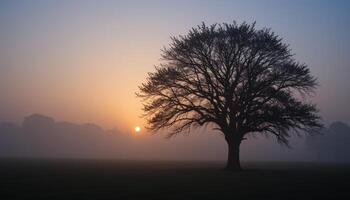 Silhouette of a Large Tree in Misty Field at Sunrise photo