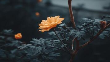 Macro Shot of Vibrant Yellow Daisy in Bloom Against Dark Green Foliage photo