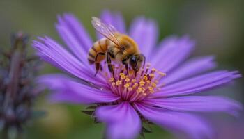 Honeybee On Purple Flower Close Up photo