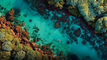 Aerial View of Vibrant Coral Reef in Turquoise Water photo