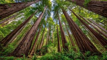 Moody Forest Scene with Tall Redwood Trees Under Bright Sunlight photo