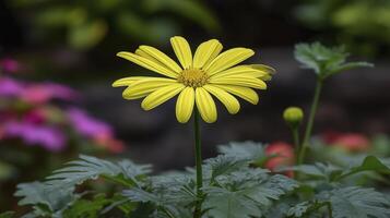 Close Up of Vibrant Yellow Flower with Green and Pink Background photo