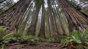 Moody Forest Scene Low Angle View of Tall Trees photo