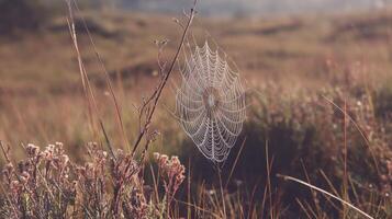 Macro Shot of Dew Covered Spiderweb Sparkling in Morning Light photo