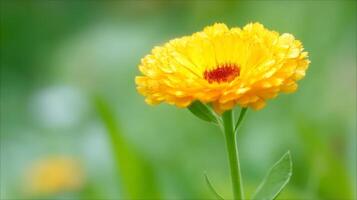 Macro Close up of Vibrant Yellow Daisy in Bloom with blur garden photo