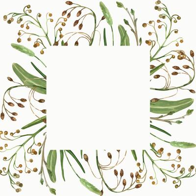 Square frame of meadow grasses and flowers, plants, cereals, timothy grass, green leaves, all objects are hand painted with watercolors. Suitable for printing on fabric, paper, cards, invitations