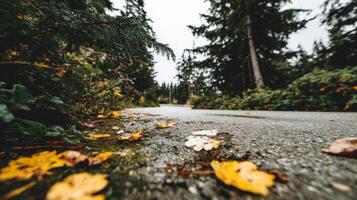 Serene Autumn Forest Path Low Angle View of Yellow and Green Leaves on a Gravel Road photo