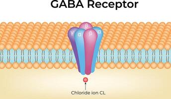 GABA Receptor Structure and Function Design vector