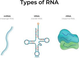 Types of RNA mRNA tRNA and rRNA Design Illustration vector