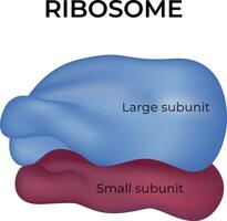 Ribosome Structure Large and Small Subunits Design Illustration vector