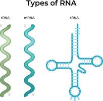 Types of RNA rRNA mRNA and tRNA structures Design Illustration vector