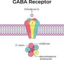 GABA Receptor Structure and Function Design Illustration vector