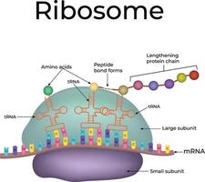 Ribosome Structure and Function in Protein Synthesis Design Illustration vector
