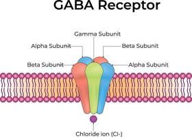 GABA Receptor Structure and Function Illustration vector
