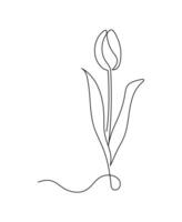 Tulip flower in continuous line art drawing style. Minimalist flower sketch in black linear sketch isolated on white background. vector