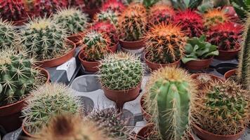 A vibrant display of diverse cacti in a greenhouse at Khlong Lat Mayom Floating Market, showcasing various shapes and sizes video