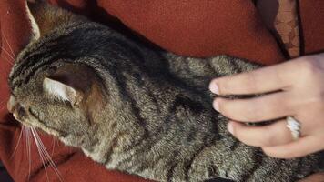 Cat resting on a person lap during a sunny afternoon video