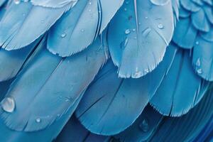 Close up of striking vivid blue feathers with water droplets, creating a stunning natural texture photo