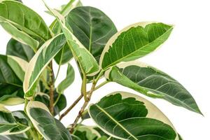Ficus elastica tineke showing variegated leaves on white background photo