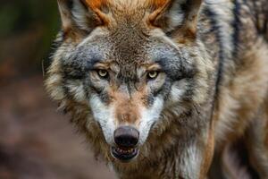 Eurasian wolf showing teeth and staring in forest setting photo
