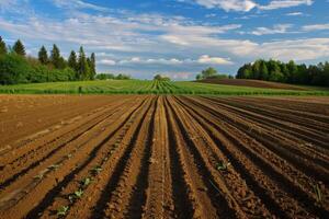 Plowed field stretching towards horizon under cloudy sky with lush green crops growing photo