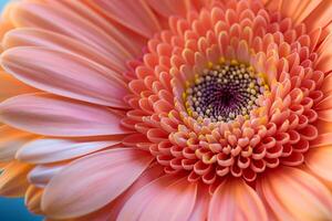 Peach gerbera daisy showing its beauty and fragility photo