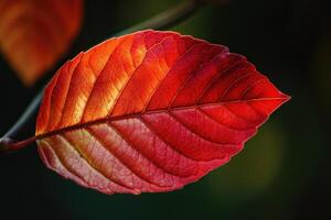 Vibrant red leaf showing autumn colors on dark background photo