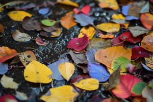 Colorful autumn leaves floating on dark water surface photo