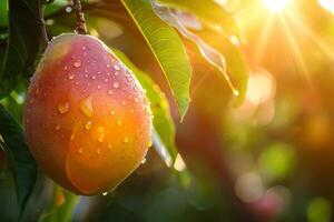 Ripe mango fruit hanging on branch with water droplets in sunrise light photo