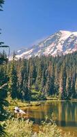 Mount Rainier Snow-capped mountain reflecting on calm lake surrounded by forest. A majestic snow-capped mountain is reflected on a calm lake, with tall evergreen video
