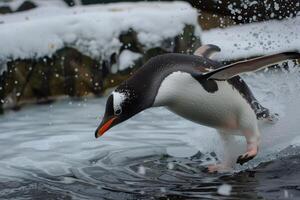 Gentoo penguin diving into cold water with snow in background photo