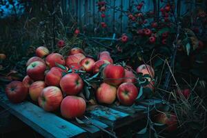 Red apples resting on rustic wooden surface in orchard setting photo